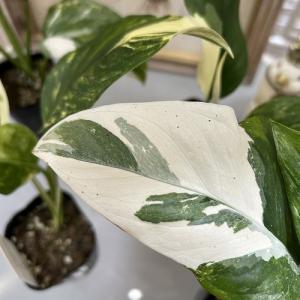 [お買い得] モンステラ レクレリアナ バリエ...の詳細画像4