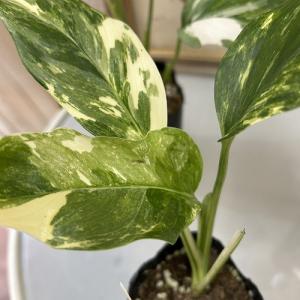 [お買い得] モンステラ レクレリアナ バリエ...の詳細画像5