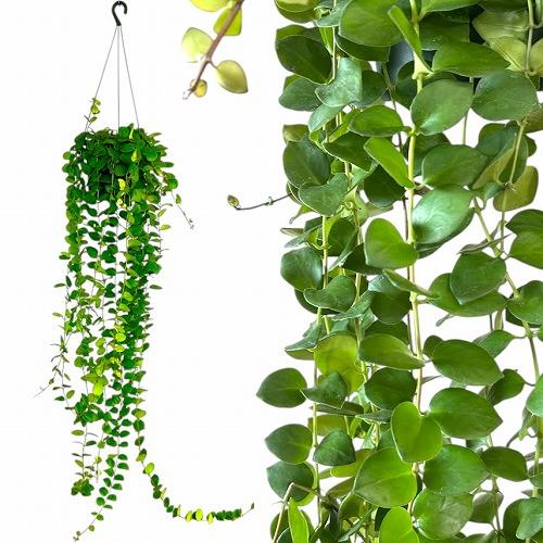 観葉植物　【ロングタイプ】エスキナンサス タイピンク 5号吊り鉢(個体おまかせ1鉢)　インテリアグリ...