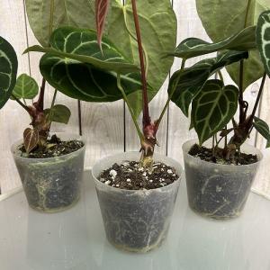 【おすすめ】アンスリウム レガレ 3.5号硬質...の詳細画像2