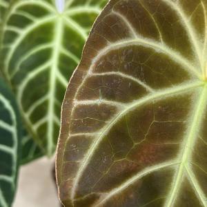 【おすすめ】アンスリウム レガレ 3.5号硬質...の詳細画像3