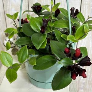 観葉植物　エスキナンサス モナリザ 5号吊り鉢(青鉢)(個体おまかせ1鉢)　インテリアグリーン 室内園芸 おしゃれ 可愛い かわいい