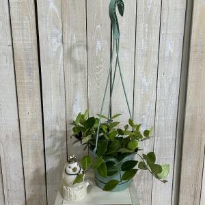 観葉植物 エスキナンサス モナリザ 5号吊り鉢...の詳細画像1