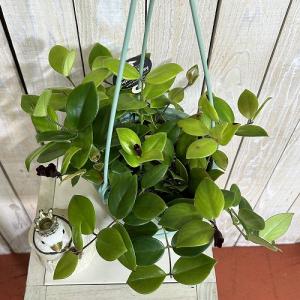 観葉植物 エスキナンサス モナリザ 5号吊り鉢...の詳細画像2