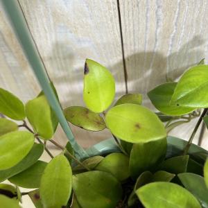 観葉植物 エスキナンサス モナリザ 5号吊り鉢...の詳細画像3