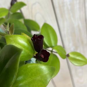 観葉植物 エスキナンサス モナリザ 5号吊り鉢...の詳細画像4