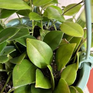 観葉植物 エスキナンサス モナリザ 5号吊り鉢...の詳細画像5