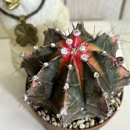 多肉植物　サボテン ギムノカリキウム ミハノビッチ フリードリッヒ(幸運牡丹玉) 2.5号(個体おま...