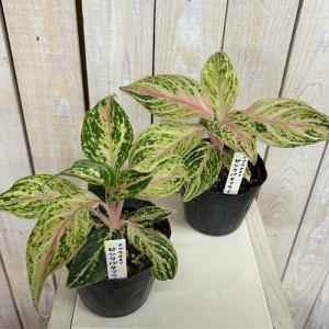 観葉植物 アグラオネマ ピンクバタフライ 3....の詳細画像2