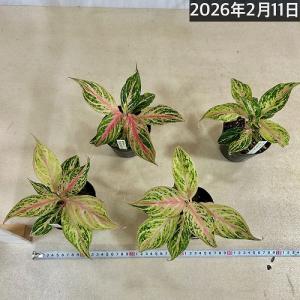 観葉植物 アグラオネマ ピンクバタフライ 3....の詳細画像4