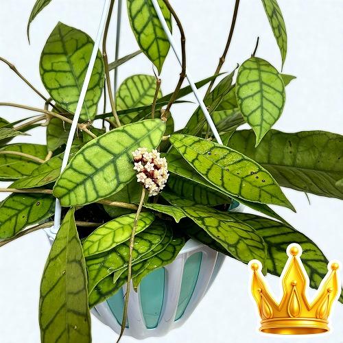 おすすめ　ホヤ カリストフィラ 5号吊り鉢(個体おまかせ1鉢)　インテリアグリーン 室内園芸 おしゃ...