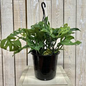 おすすめ モンステラ オブリクア エクスピラー...の詳細画像1