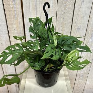 おすすめ モンステラ オブリクア エクスピラー...の詳細画像2