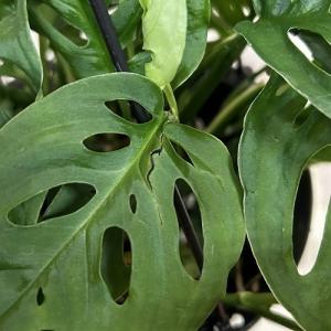 おすすめ モンステラ オブリクア エクスピラー...の詳細画像3