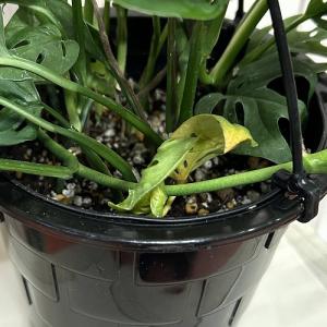おすすめ モンステラ オブリクア エクスピラー...の詳細画像4