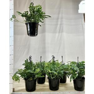 おすすめ モンステラ オブリクア エクスピラー...の詳細画像5