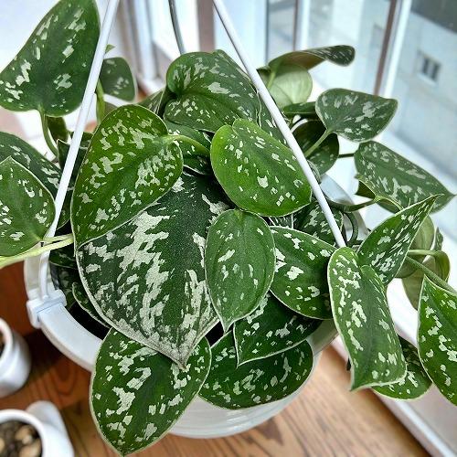 【訳あり】スキンダプサス ピクタス アルギレウス 5号吊り鉢(個体おまかせ1鉢)※葉傷みあり　インテ...