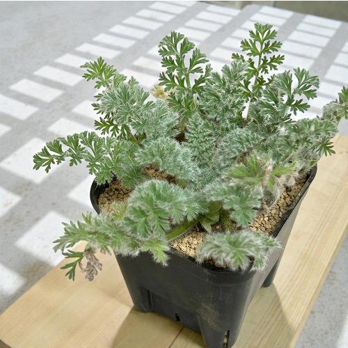 【現在落葉中】塊根植物　ペラルゴニウム アッペンディクラツム 2.5号(個体おまかせ1鉢)　インテリ...