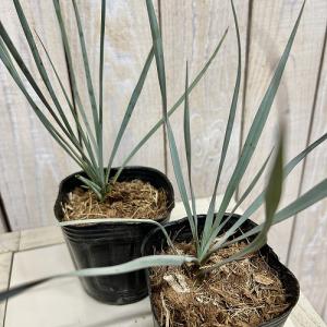 庭木苗 ユッカ ロストラータ 3号ポット(個体...の詳細画像1