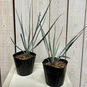 庭木苗 ユッカ ロストラータ 3号ポット(個体...の詳細画像2