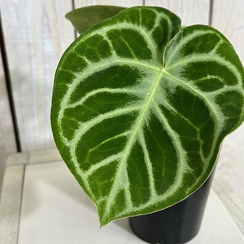 【注目】　【傷みあり】アンスリウム クリスタリナム ドラヤキ 3号硬質ポット(個体おまかせ1鉢)　イ...