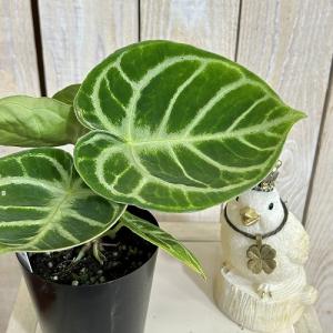 【訳あり】アンスリウム クリスタリナム ドラヤ...の詳細画像1