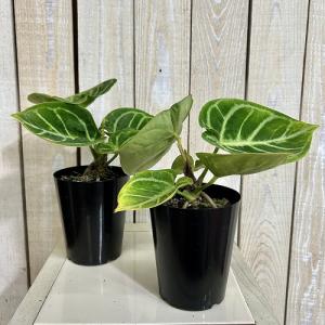 【訳あり】アンスリウム クリスタリナム ドラヤ...の詳細画像2