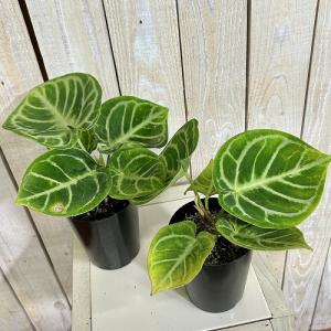 【訳あり】アンスリウム クリスタリナム ドラヤ...の詳細画像3