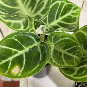 【訳あり】アンスリウム クリスタリナム ドラヤ...の詳細画像4