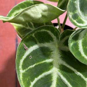 【訳あり】アンスリウム クリスタリナム ドラヤ...の詳細画像5