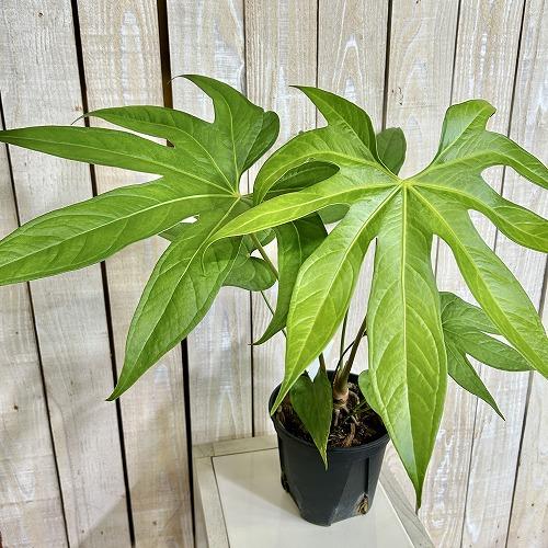 希少種　アンスリウム ペダトラジアタム 5号スリット鉢(個体おまかせ1鉢)　インテリアグリーン 室内...