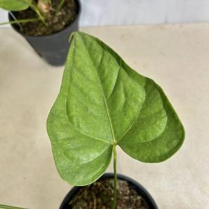 希少種 アンスリウム ペダトラジアタム※葉傷み...の詳細画像3