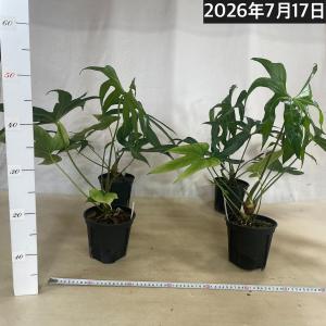 希少種 アンスリウム ペダトラジアタム※葉傷み...の詳細画像4