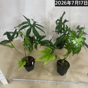 希少種 アンスリウム ペダトラジアタム※葉傷み...の詳細画像5