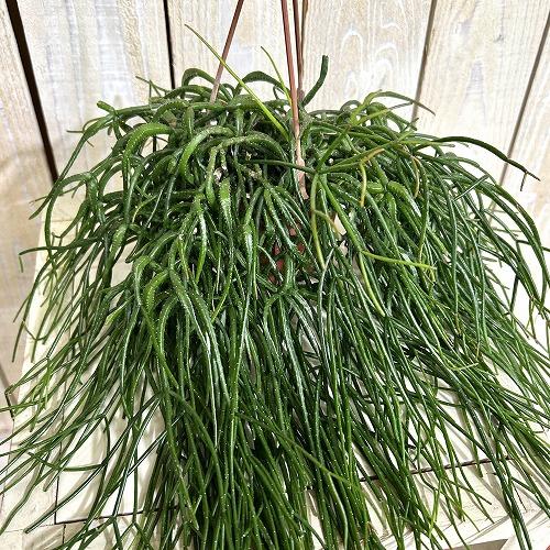 観葉植物　リプサリス カスッサ 極細葉タイプ 3号吊り鉢(個体おまかせ1鉢)　インテリアグリーン 室...