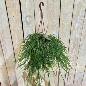 観葉植物 リプサリス カスッサ 極細葉タイプ ...の詳細画像1