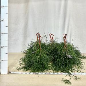 観葉植物 リプサリス カスッサ 極細葉タイプ ...の詳細画像2