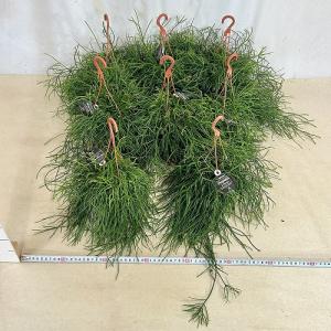 観葉植物 リプサリス カスッサ 極細葉タイプ ...の詳細画像3