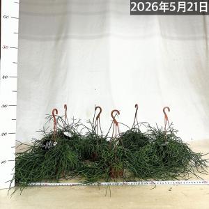 観葉植物 リプサリス カスッサ 極細葉タイプ ...の詳細画像2