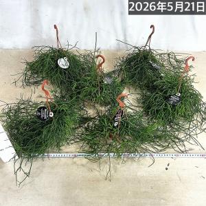 観葉植物 リプサリス カスッサ 極細葉タイプ ...の詳細画像3