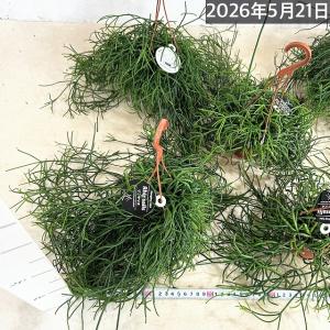 観葉植物 リプサリス カスッサ 極細葉タイプ ...の詳細画像4