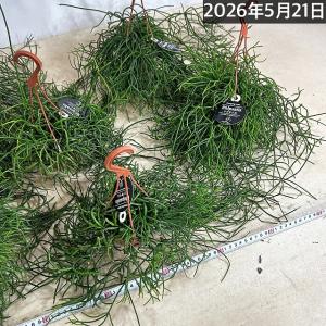 観葉植物 リプサリス カスッサ 極細葉タイプ ...の詳細画像5