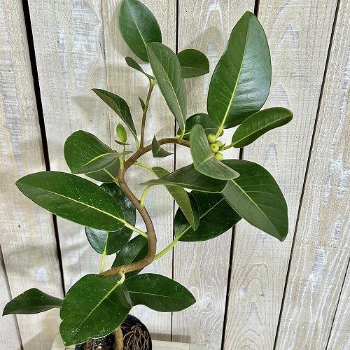 観葉植物　フランスゴム(フィカス ルビギノーサ) 曲がり 3.5号ポット(個体おまかせ1鉢)　インテ...