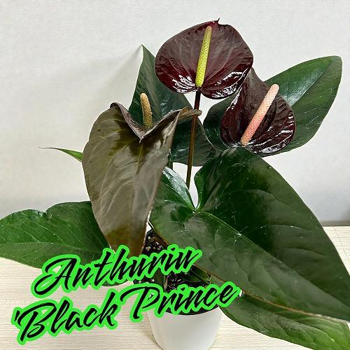 観葉植物　アンスリウム ブラックプリンス 4号鉢(個体おまかせ1鉢)　インテリアグリーン 室内園芸 ...