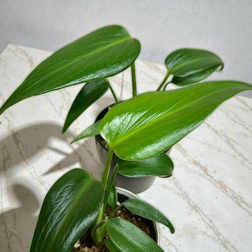 おすすめ　モンステラ バールマルクスフレーム 3.5号鉢(個体おまかせ1鉢)　観葉植物 インテリアグ...