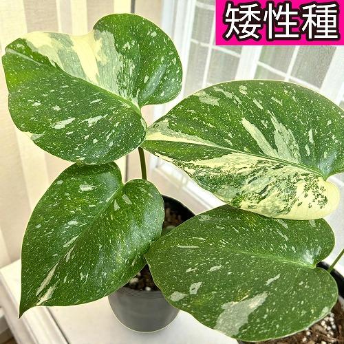 観葉植物　矮性モンステラ タイコンステレーション コンパクタ 3.5号ロングポット(個体おまかせ1鉢...