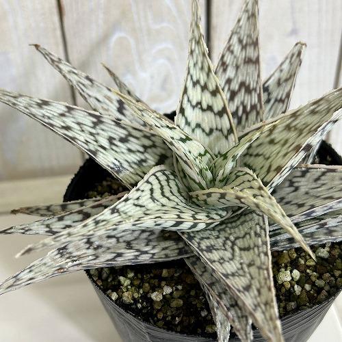 多肉植物　斑入りアロエ ブリザード 4号(個体おまかせ1鉢)　インテリアグリーン 室内園芸 おしゃれ...