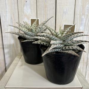 多肉植物 斑入りアロエ ブリザード 4号(個体...の詳細画像1