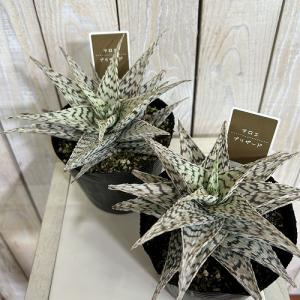 多肉植物 斑入りアロエ ブリザード 4号(個体...の詳細画像2