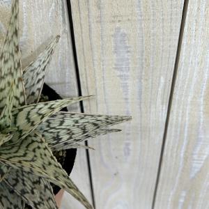 多肉植物 斑入りアロエ ブリザード 4号(個体...の詳細画像3